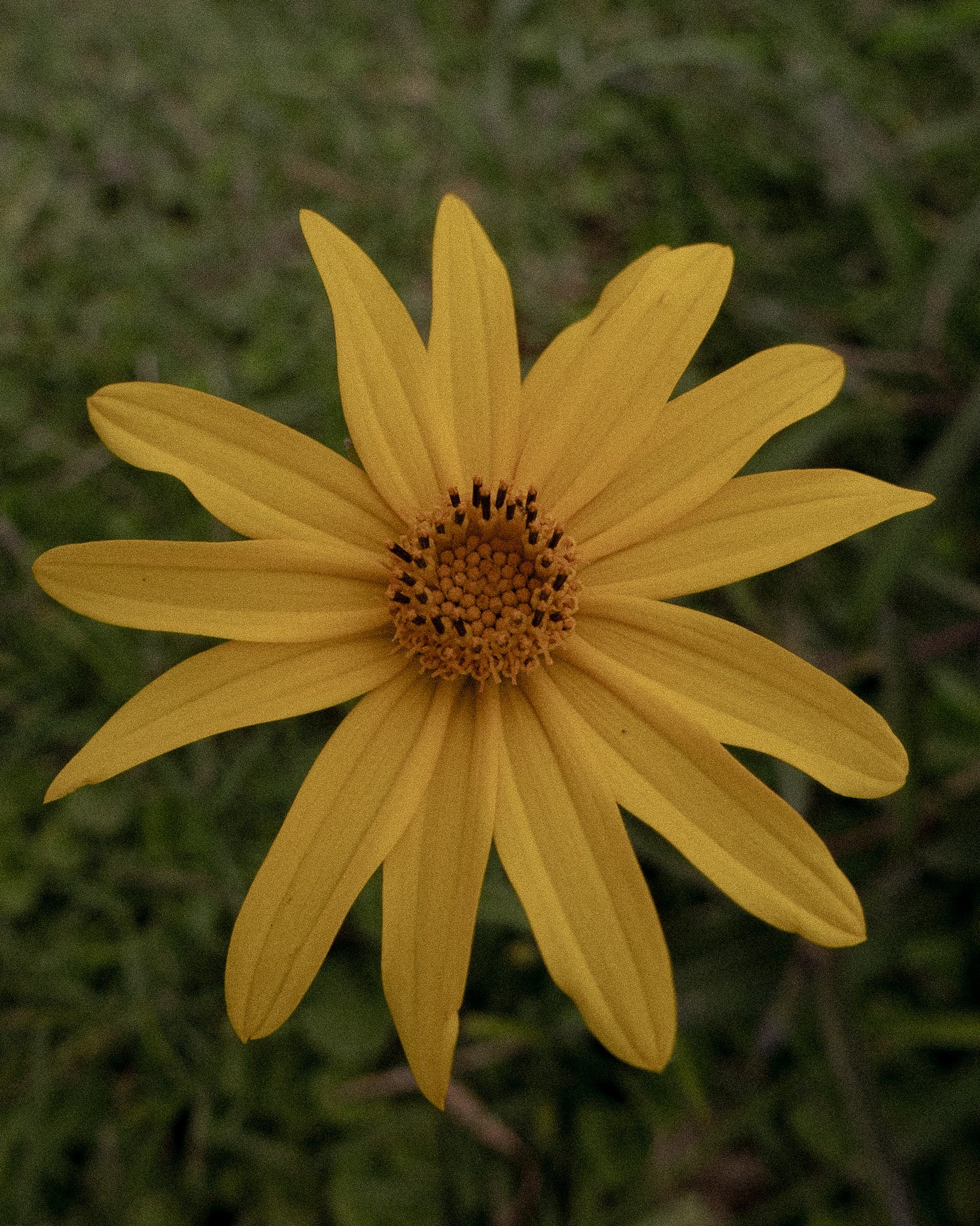 Bellis Fine Art