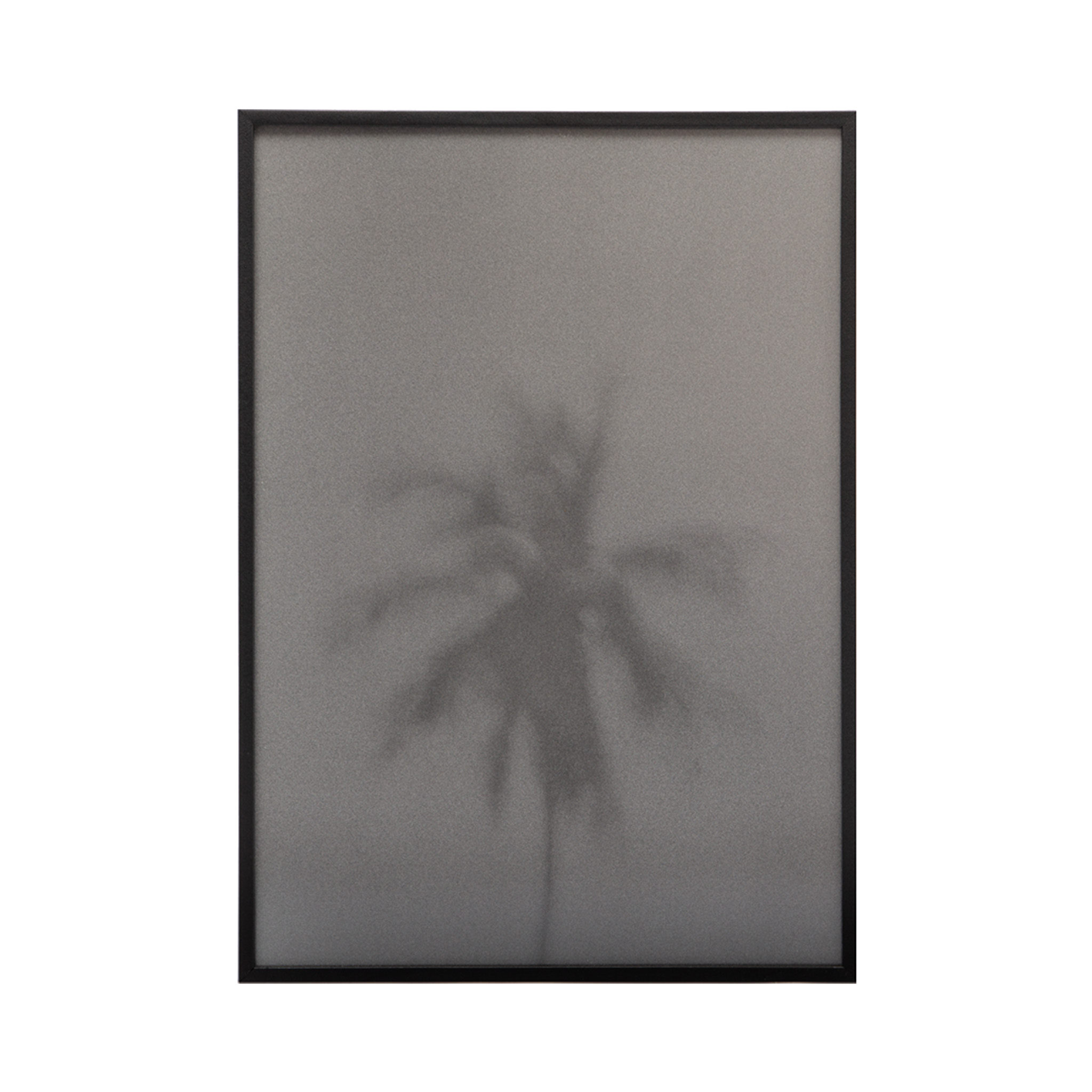 The Palm Tree Fine Art